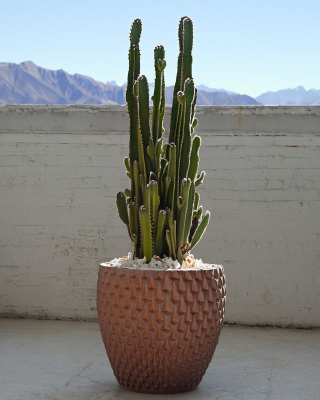 Monumental David Cressey Phoenix-1 Planter